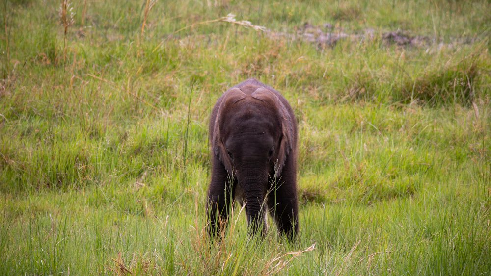 baby elephant in long grass