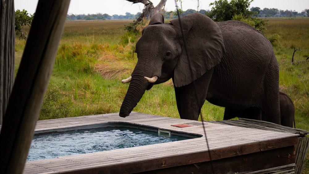 elephant taking a drink from my plunge pool