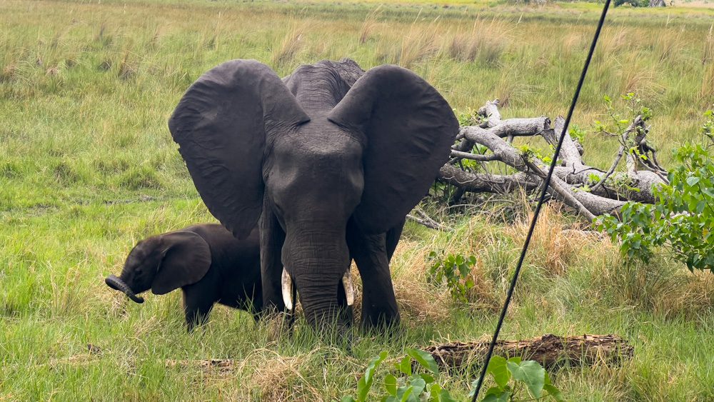 mother and baby elephants