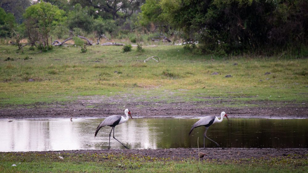2 wattled crane