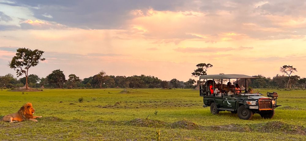 watching the lion from the safety of the safari jeep