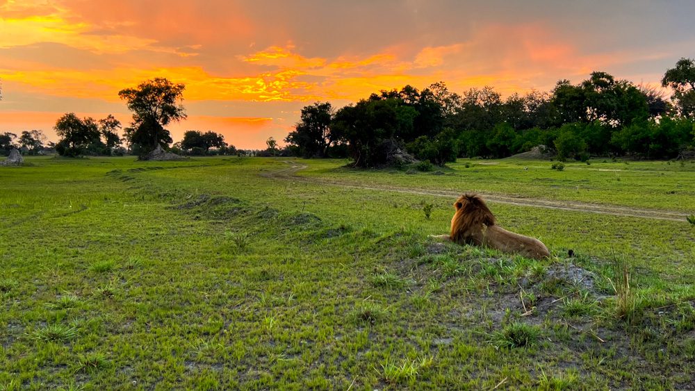lion sitting in the grass enjoying the sunset