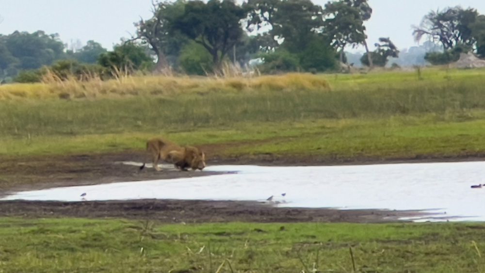 Lion at a watering hole i Botswana