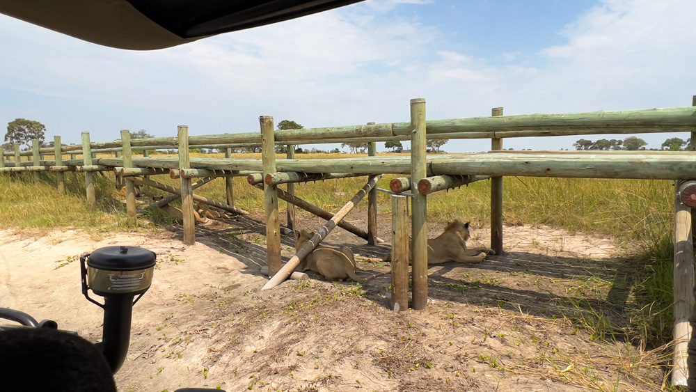 lions chilling under a bridge