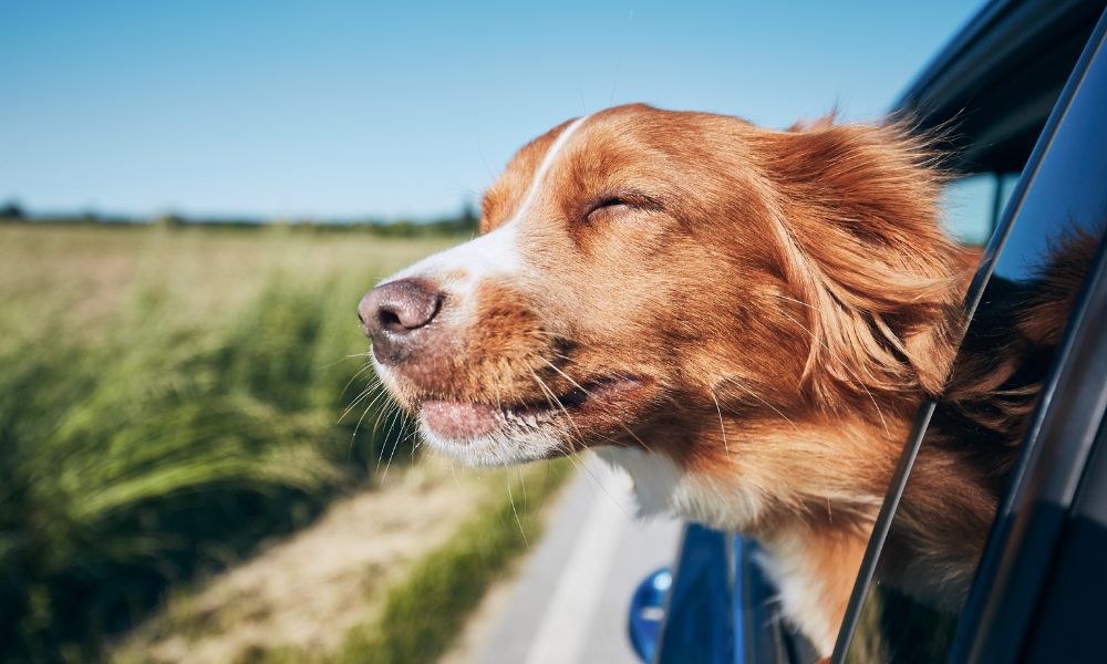 dog with head out the window of a car