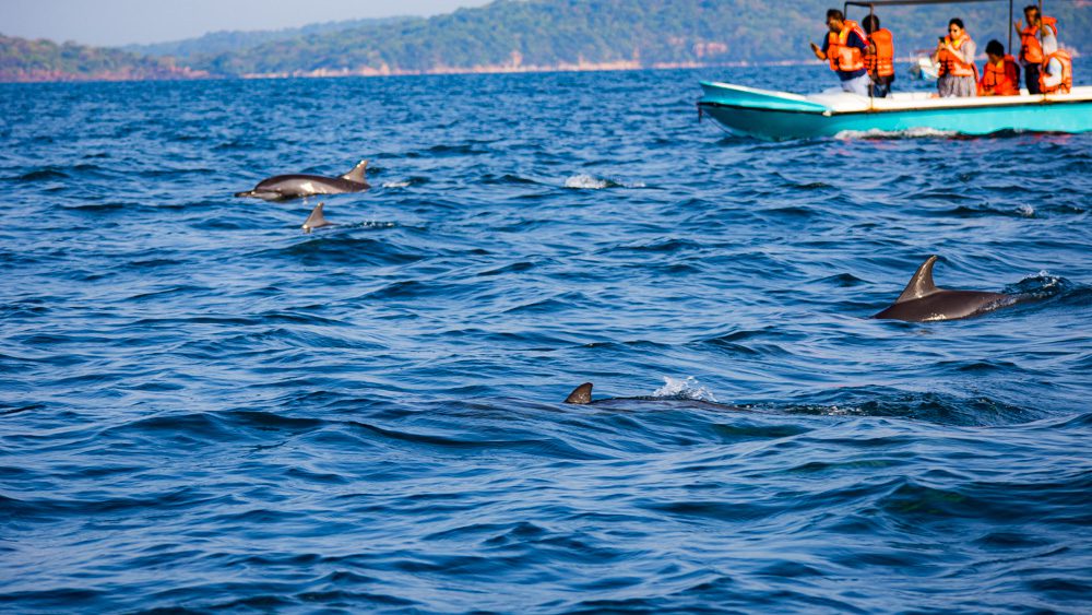 Dolphin watching in Trincomalee