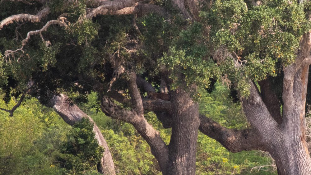 Leopard in the tree in Yala National Park