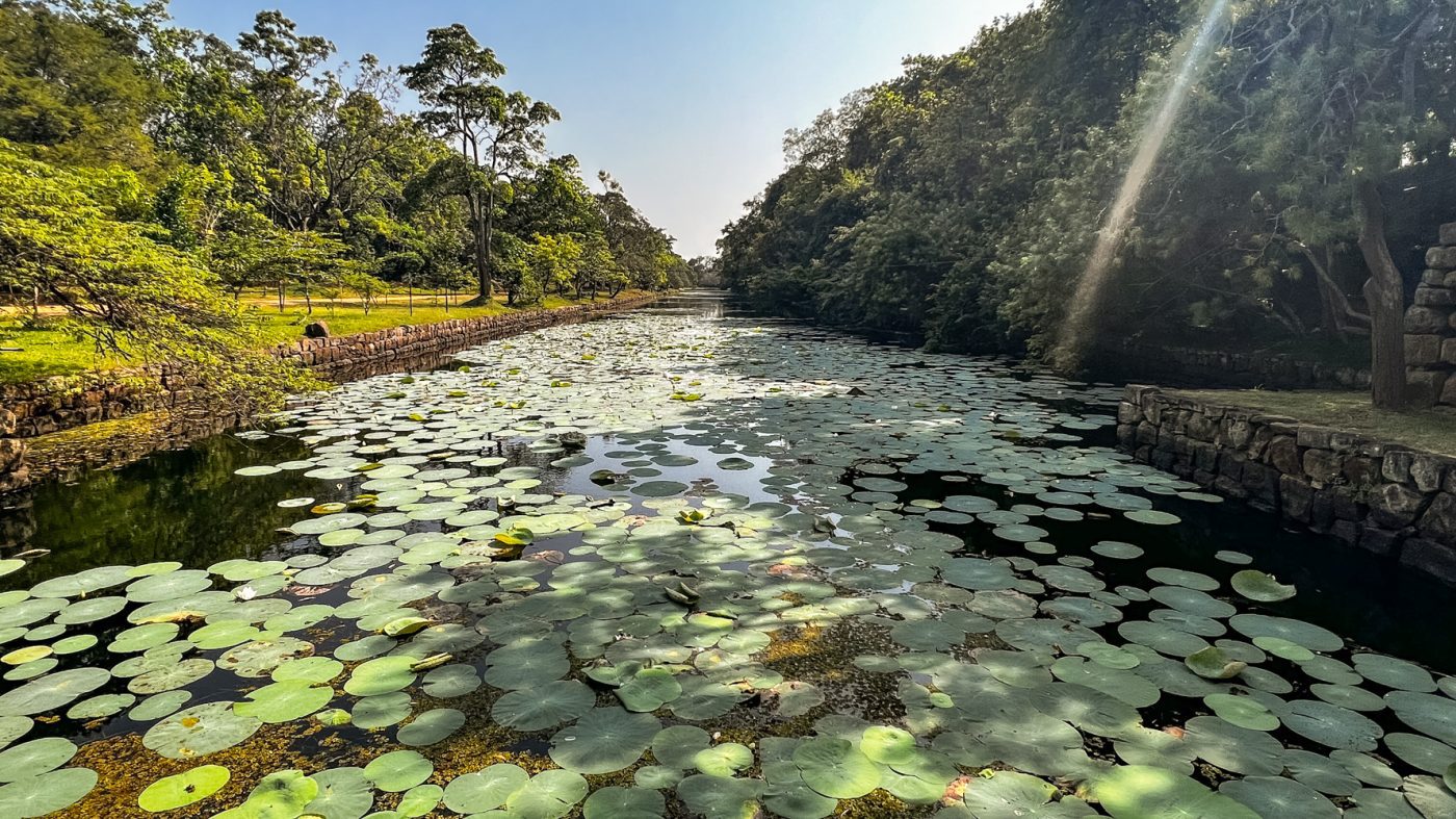 Lily pads in the gardens