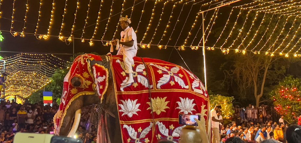Elephant taking part in Poson Festival