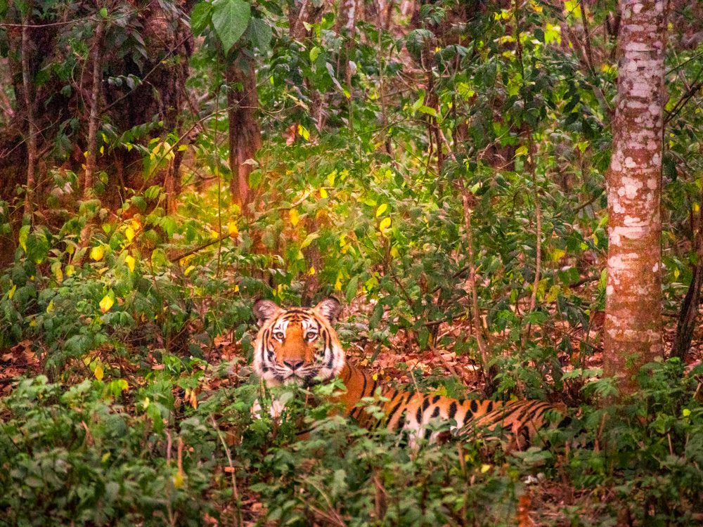The Stunning Male Tiger