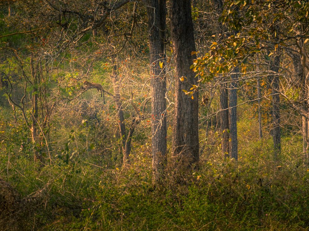 Leopard hanging out in the trees