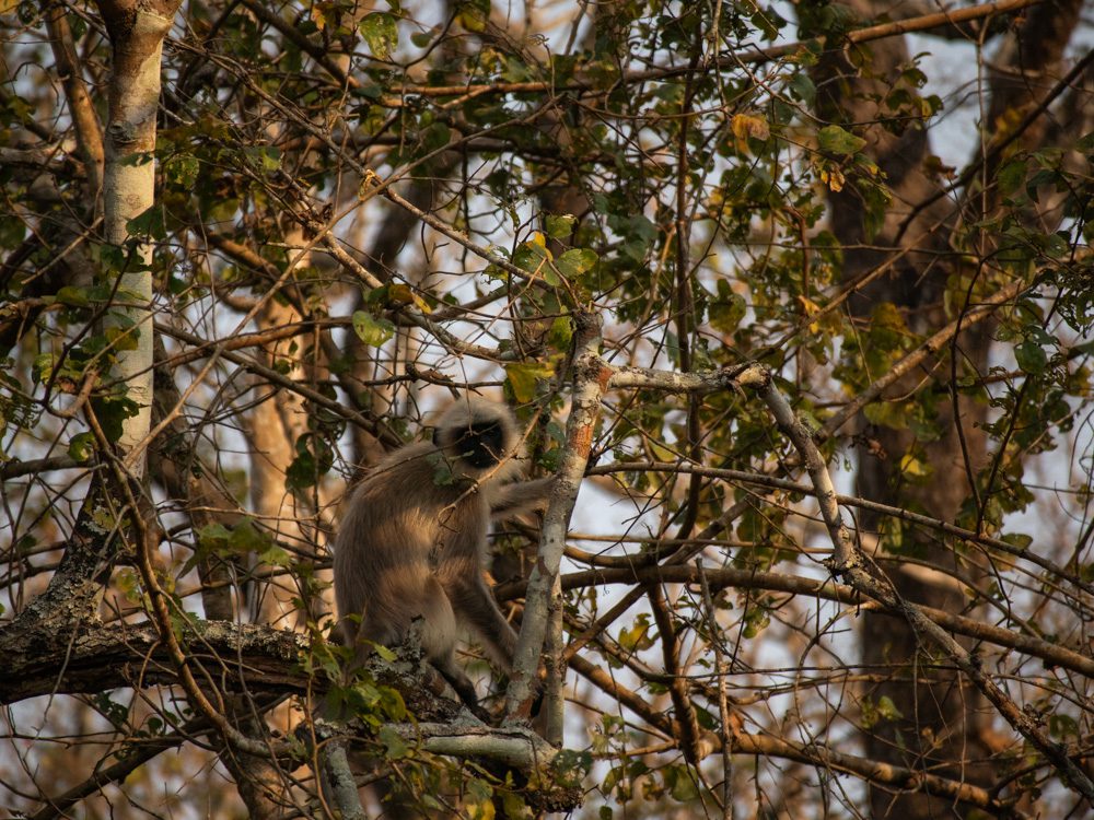 black faced langur