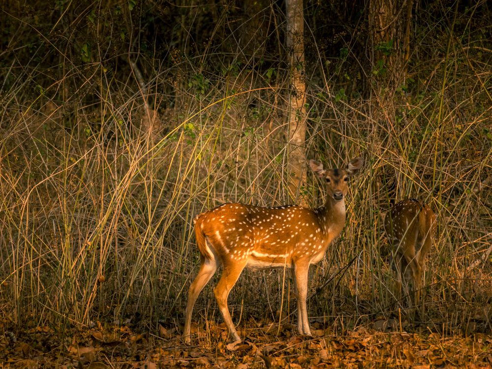 Chital or spotted deer