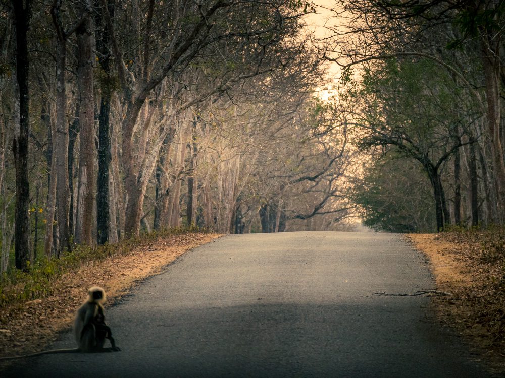 Black-faced langur watching us from the road