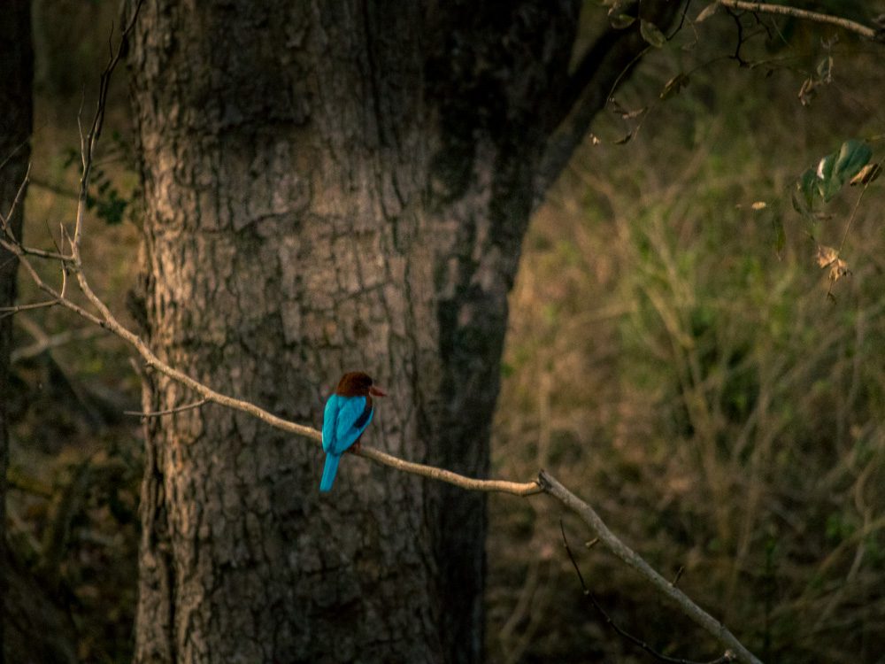 Brown-breasted kingfisher