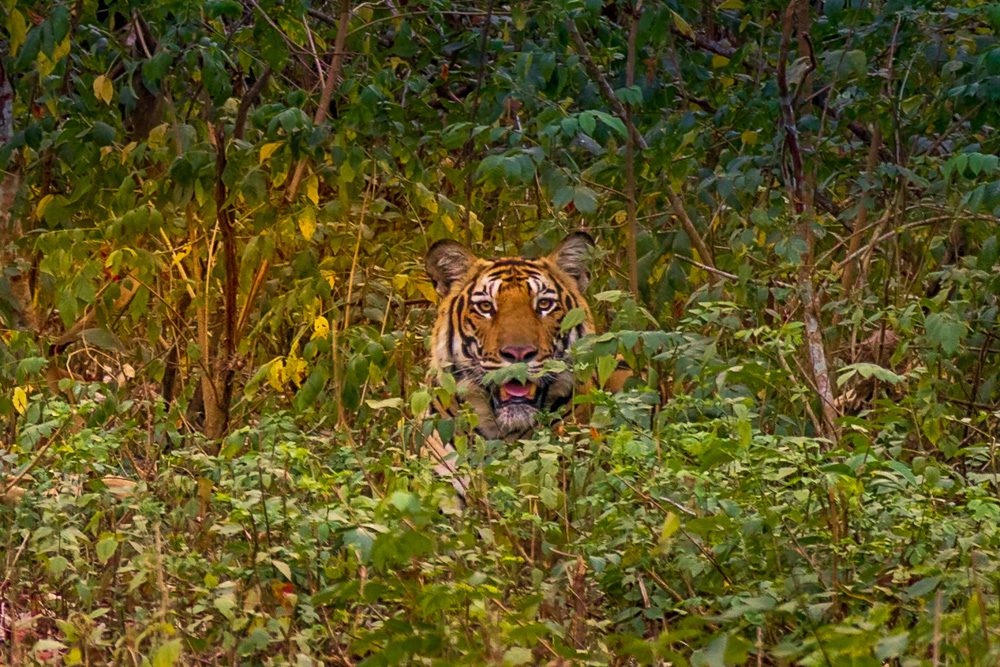 The male tiger in the undergrowth
