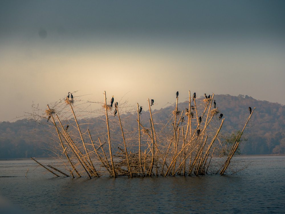 Cormorant and Snake-necked Cormorants hanging out in the river