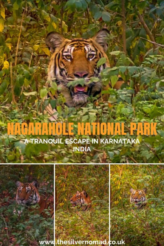 Nagarahole National Park Tiger