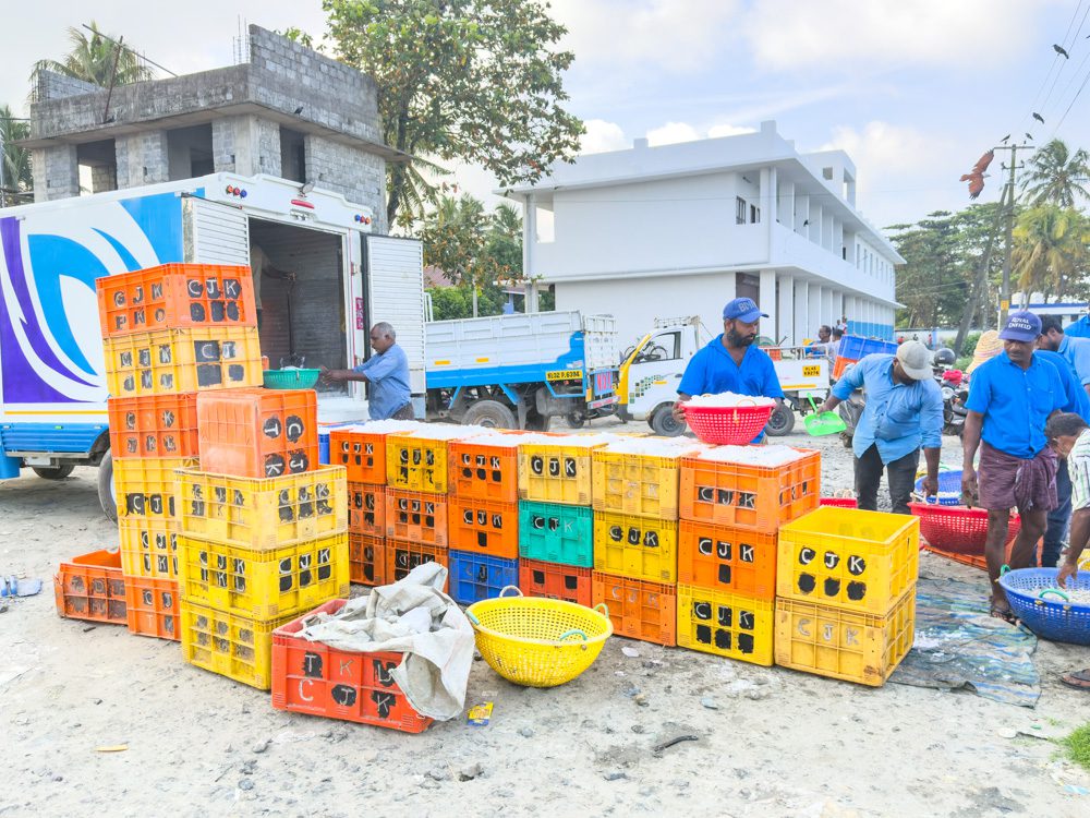 Fish being packed in ice for the commercial buyers