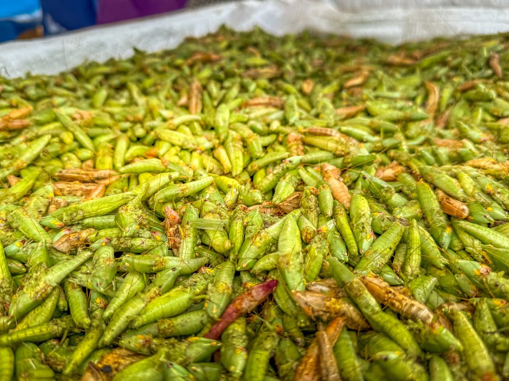 Nsenene - fried ggreen rasshoppers without wings or legs 